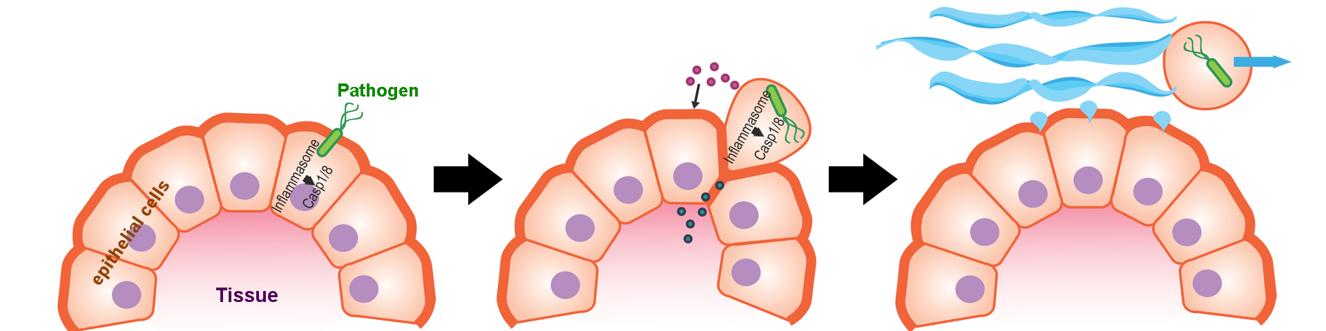 Rauch Lab Project Overview image