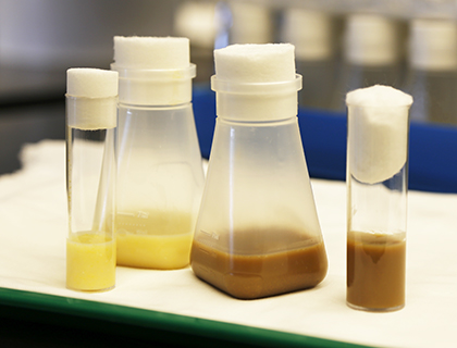Yellow and brown fly food prepared by the Fly Food Core