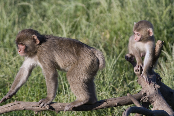 Two Japanese macaques on branches