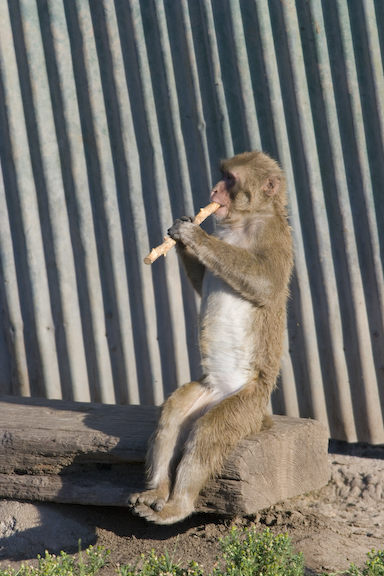 Japanese macaque chewing on stick version 2