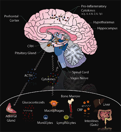 Brain Diagram: Prefrontal Cortex, CRH, Pituitary Gland, ACTH, Cytokines, Spinal Cord, Vagus Nerve, Clucocorticoids, Macrophages, Bone Marrow, CRP, Liver, Intestines (Guts), Lymphocytes, Monocytes, Adrenal Gland, Hippocampus, Hypothalamus, Pro-inflammatory Cytokines, (e.g. IL 6IL - 2!L - 1g)