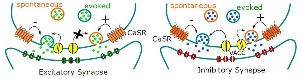 PCCM Research Neuronal Signaling in the CNS