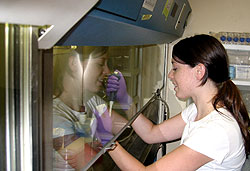 Lab member working in fume hood