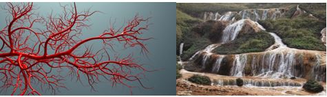 Blood Flow - Shi Lab OHRC