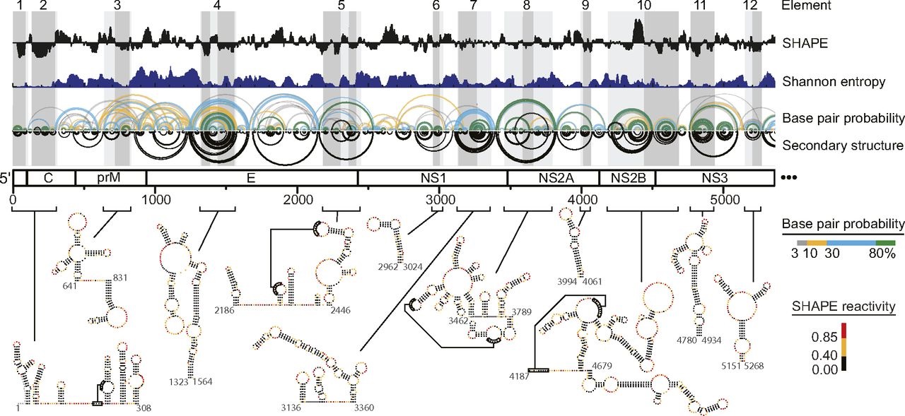 Pervasive tertiary structure in the dengue virus RNA genome