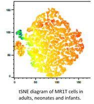MR1T cells in adults, neonates, and infants