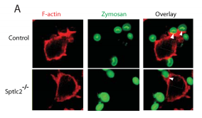 A Role for Sphingolipids in Phagocytosis