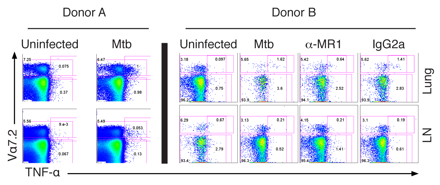 Mtb-reactive MAIT cells in the human lung.
