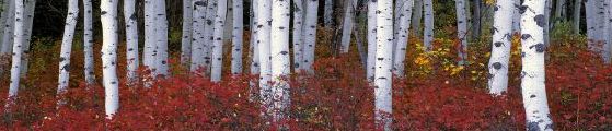 Birch Trees