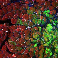 Photo micrograph of deep reddish and bright green features in a matrix