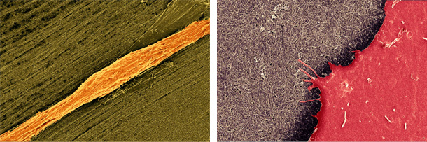 Photo micrographs of gold-stained fibers (left) and reddish substance atop a "mat" like plane (right)