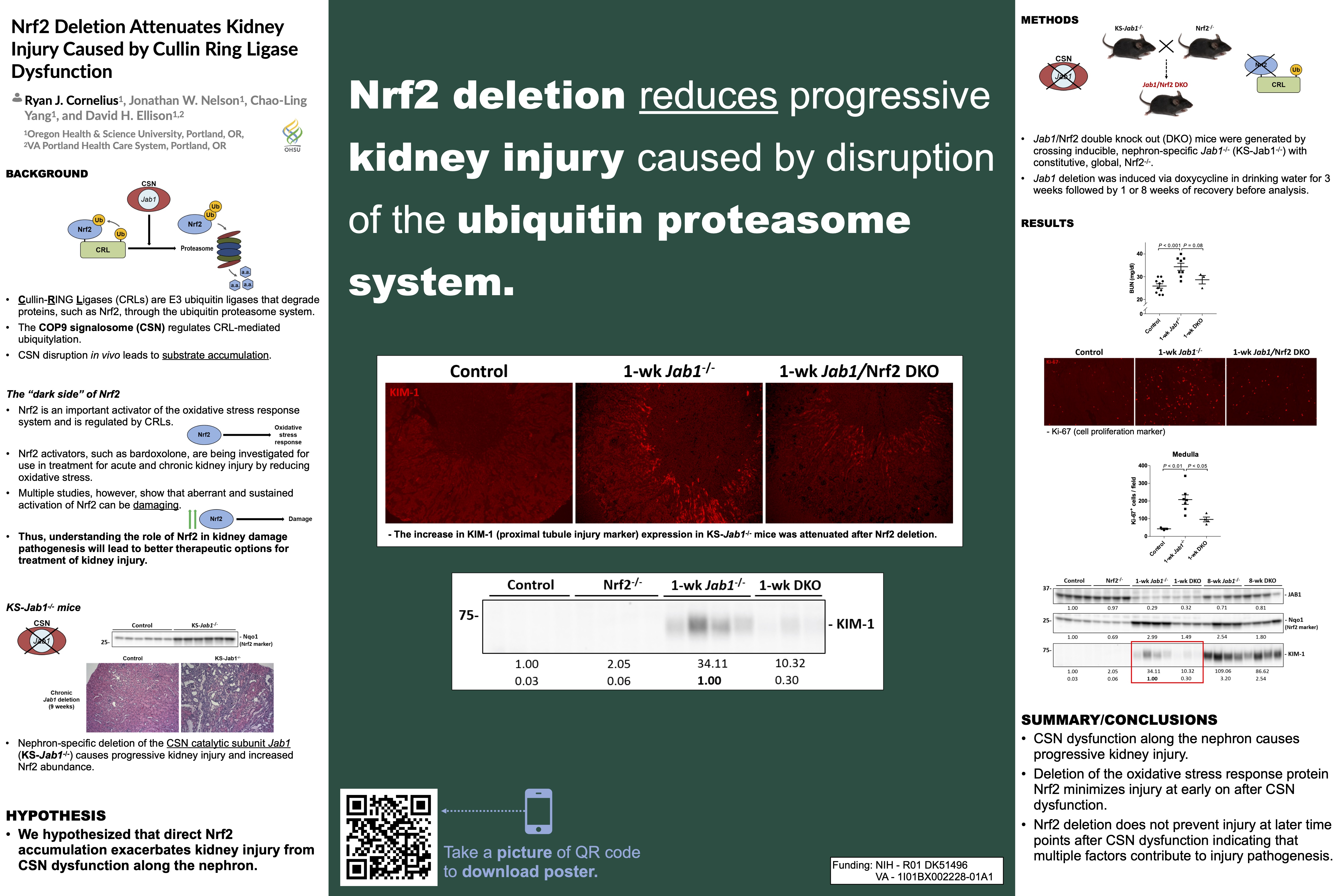 Poster for ASN