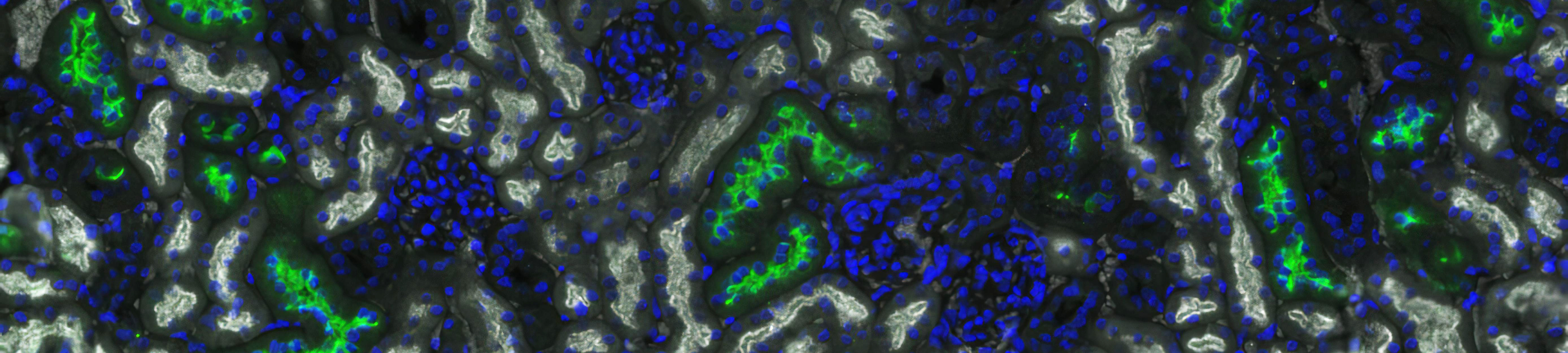 Fluorescent kidney histology