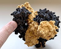 Image of a 3-D printed NMDA receptor from OHSU researchers studying a type of autoimmune encephalitis called Anti-NMDAR receptor encephalitis