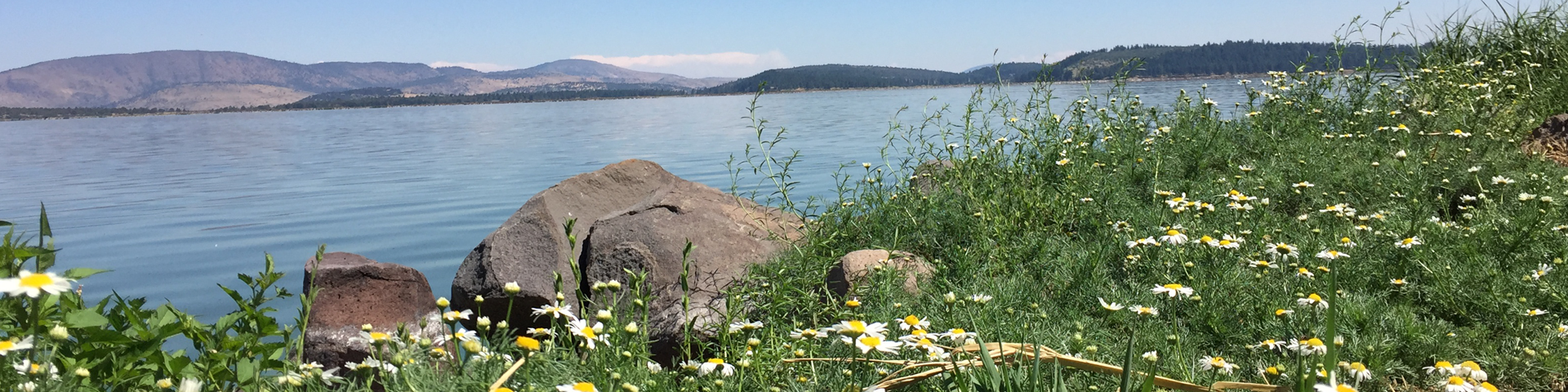 Flowers with Bay