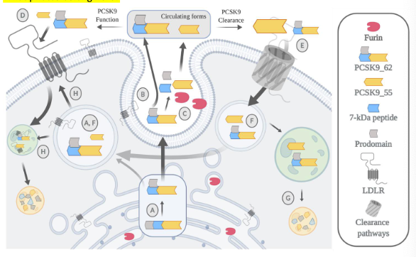 PCSK9 biology