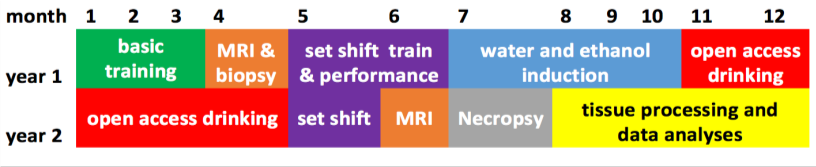 The timeline for the monkey testing protocol