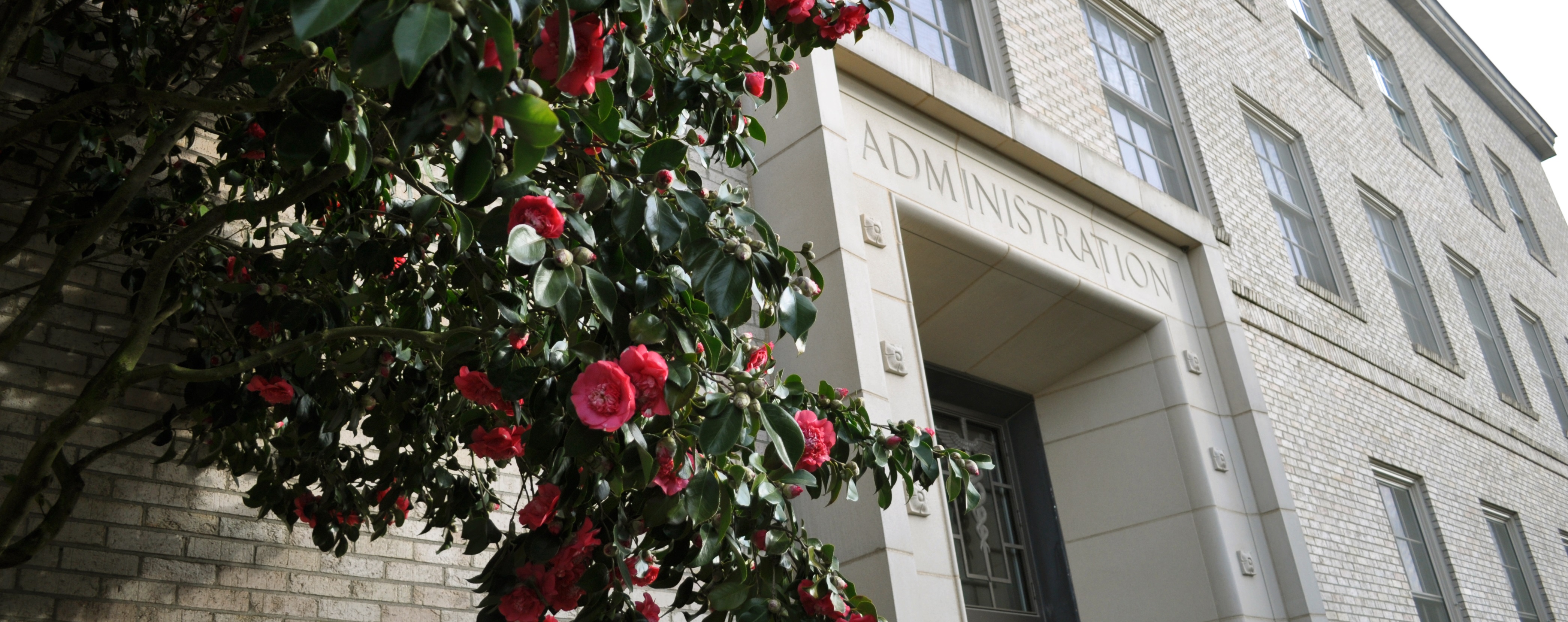 Magnolia tree in bloom in front of Baird Hall