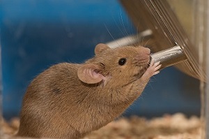Agouti mouse sipping