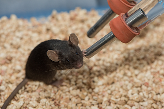 Mouse at drinking tube