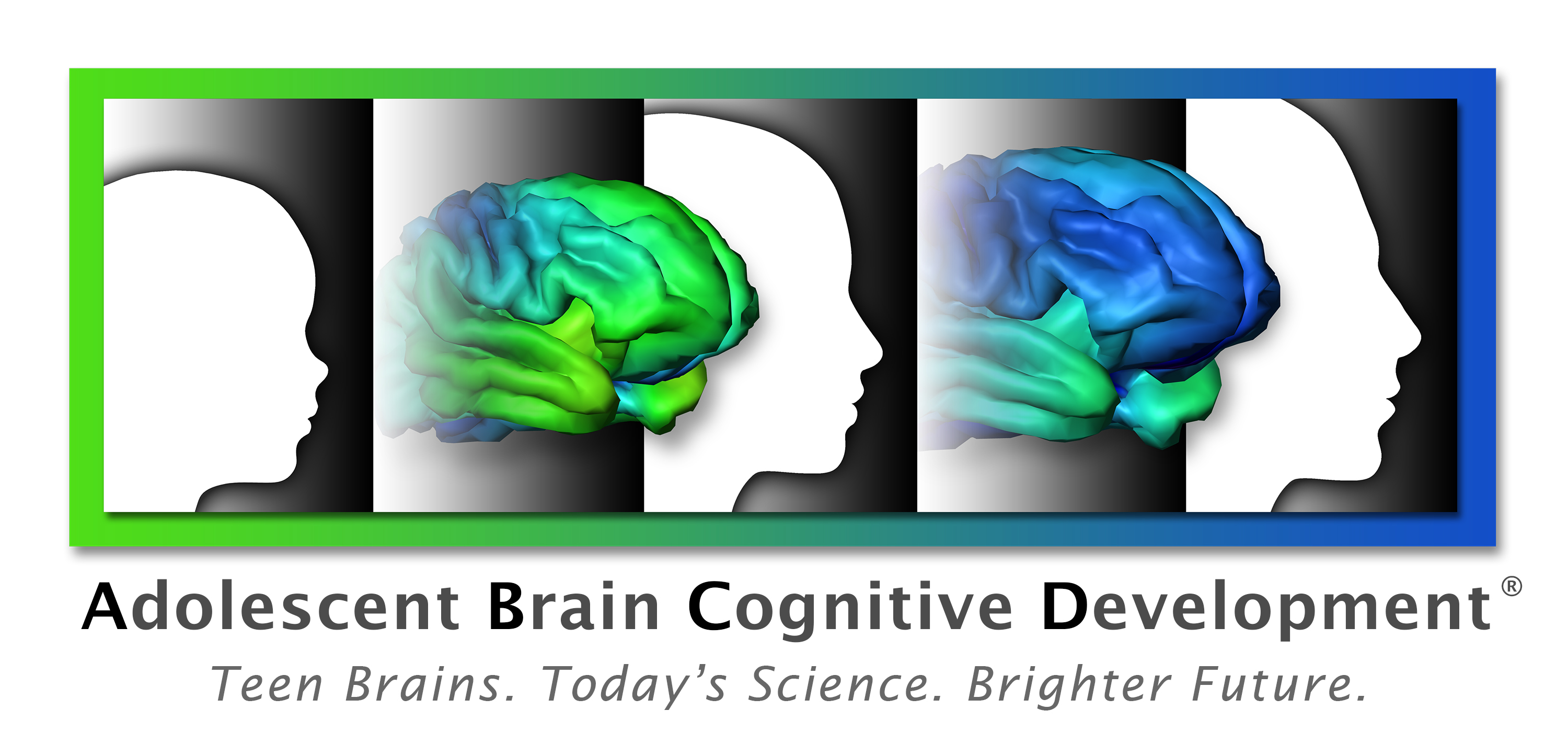 brain through developmental stages