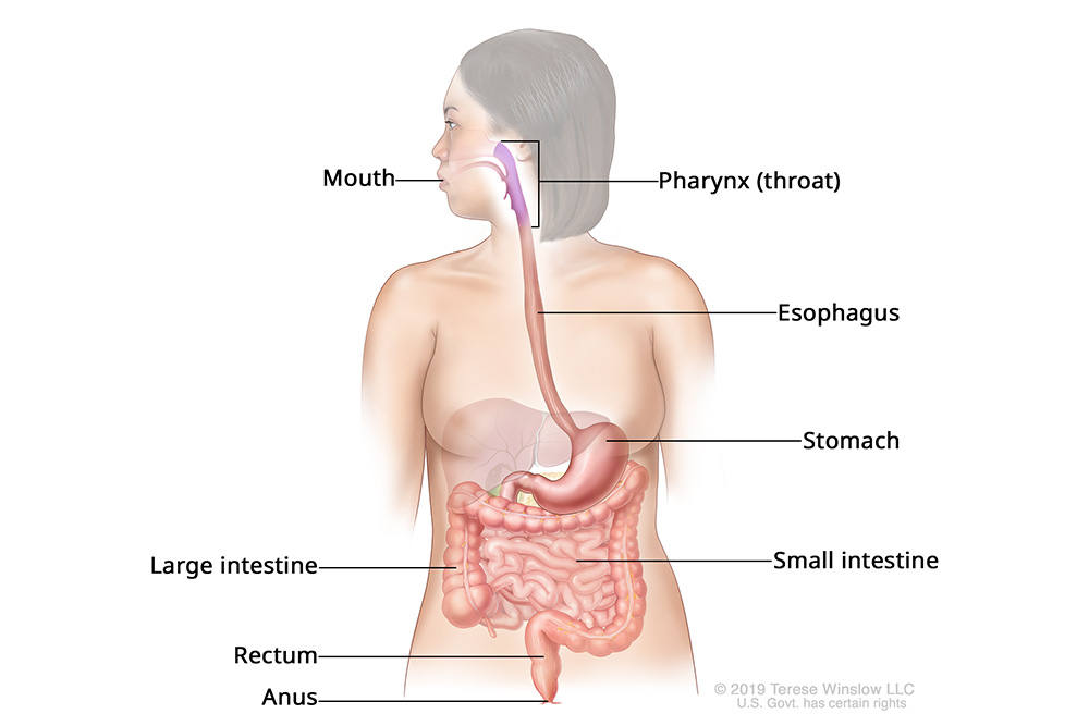 An illustration shows a woman and her upper digestive system, including the esophagus (food pipe), liver, stomach and intestines. It shows how the esophagus runs from the throat to the stomach.