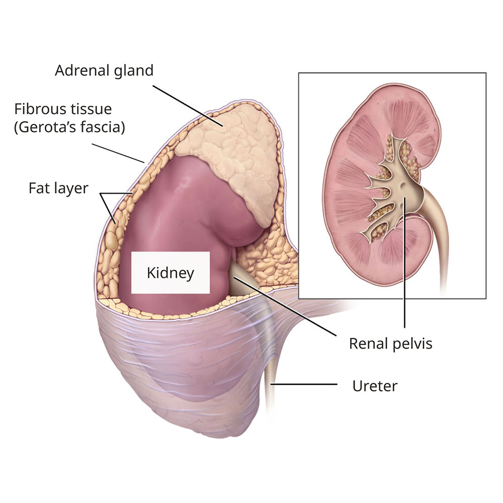 Medical illustration by Alan Hoofring of kidney, with adrenal gland, fibrous tissue, fat layer, renal pelvis and ureter labeled.