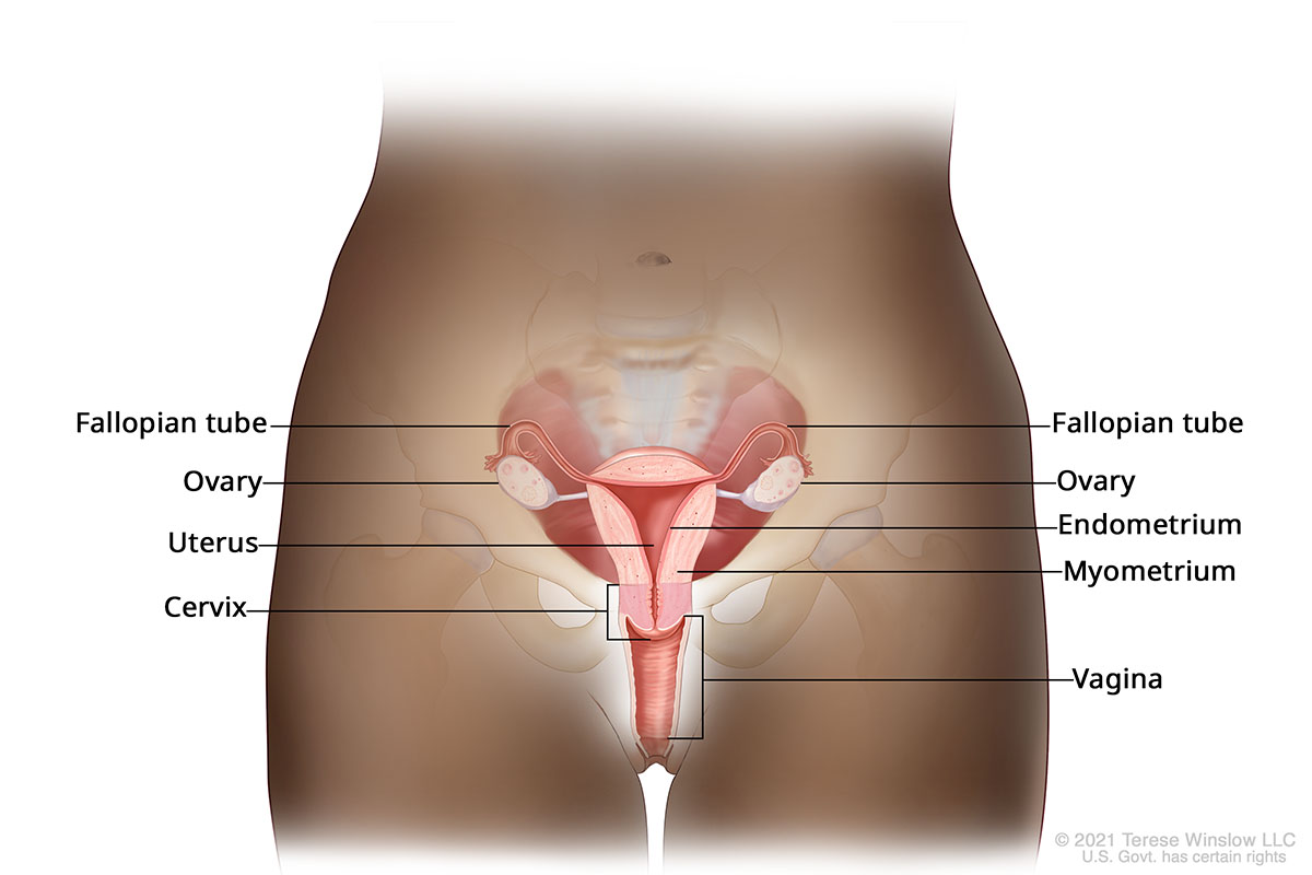 A drawing shows the ovaries, fallopian tubes, uterus, cervix, vagina and other female reproductive organs.