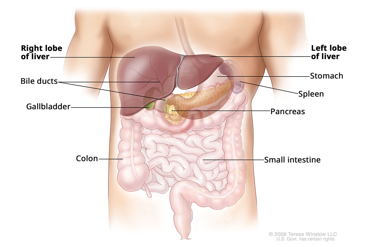 A drawing shows the liver in the upper belly near the stomach, intestines, gallbladder and pancreas. The drawing shows the liver’s right and left lobes as well as the bile ducts.