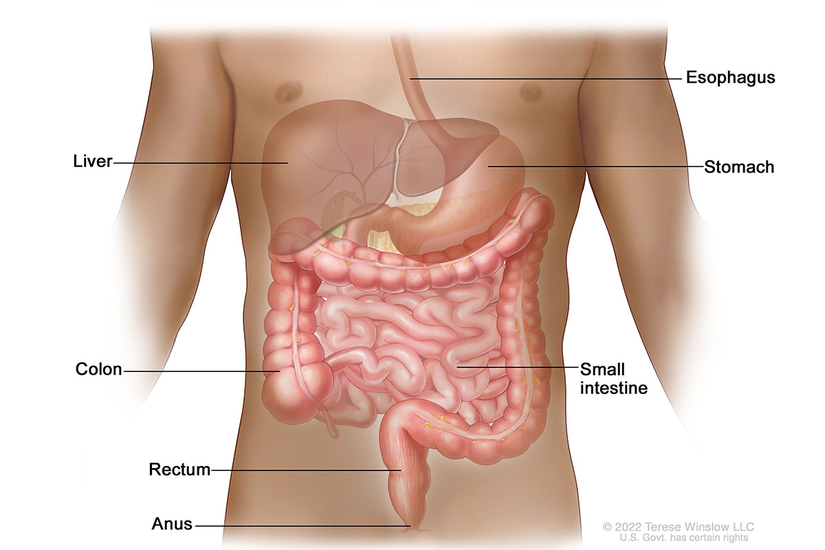 The drawing shows the anatomy of the gastrointestinal (digestive) system.  In includes the esophagus, liver, stomach, colon, small intestine, rectum and anus.