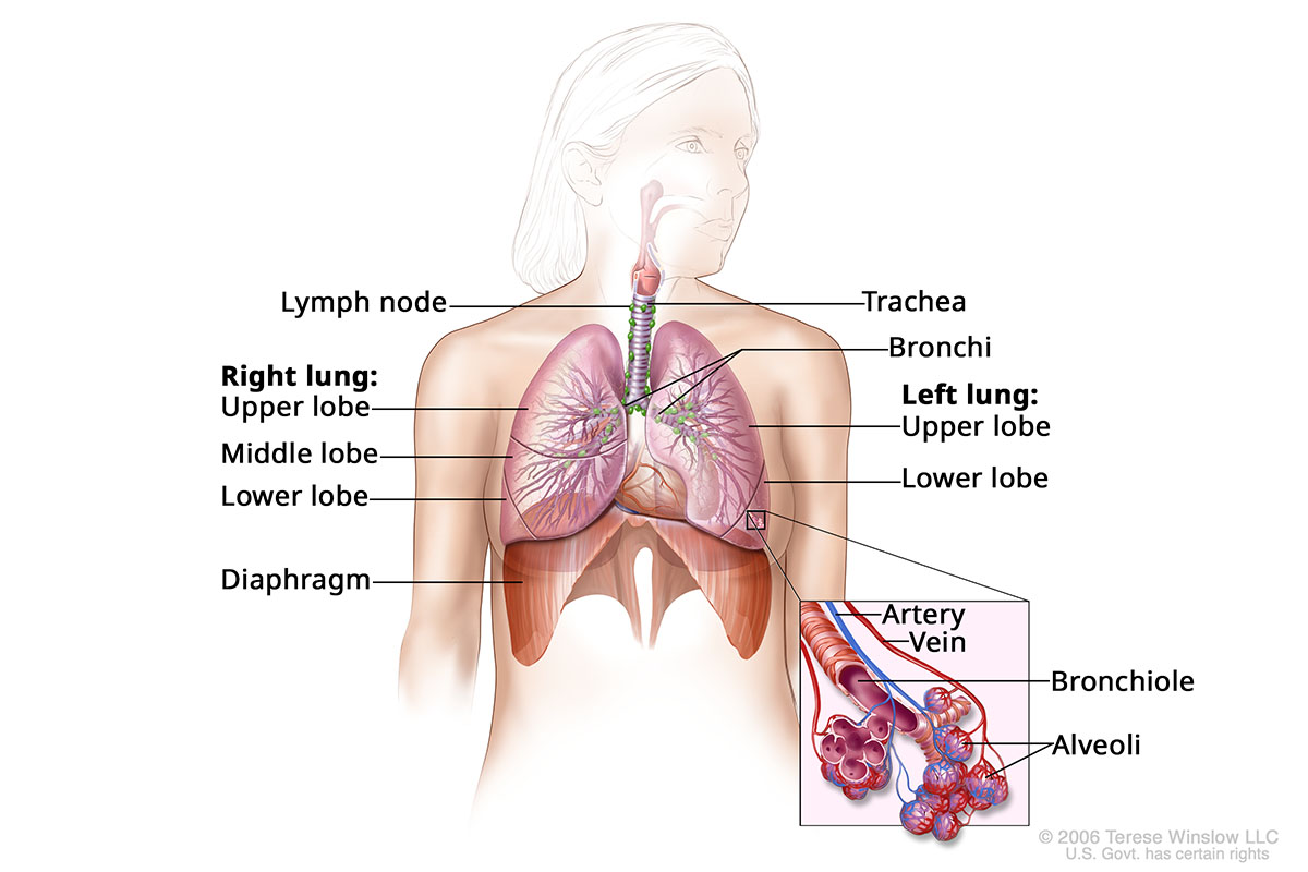 A drawing shows the lungs and the nearby diaphragm and trachea. A detail drawing shows the blood vessels and air sacs of the lungs.