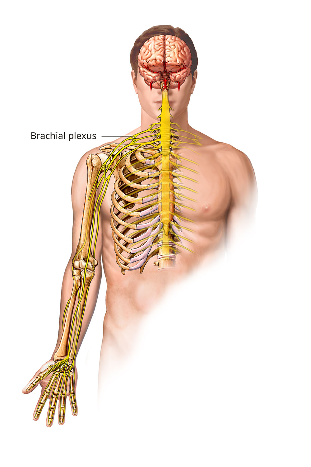 Diagram of the anatomy of the brachial plexus.