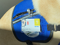 A closeup of a badge against a blue harness shows Darby’s photo and title: “chief empathy officer.”